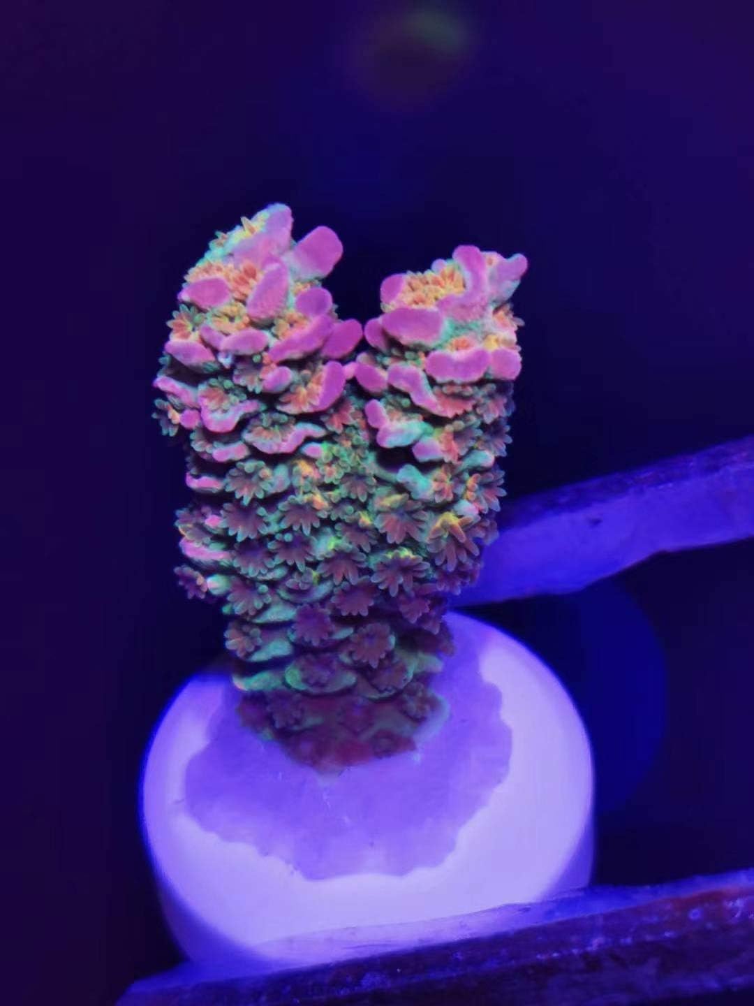 Aquarium Choice Ceramic Coralline Coral Frag Plugs 60 Pack