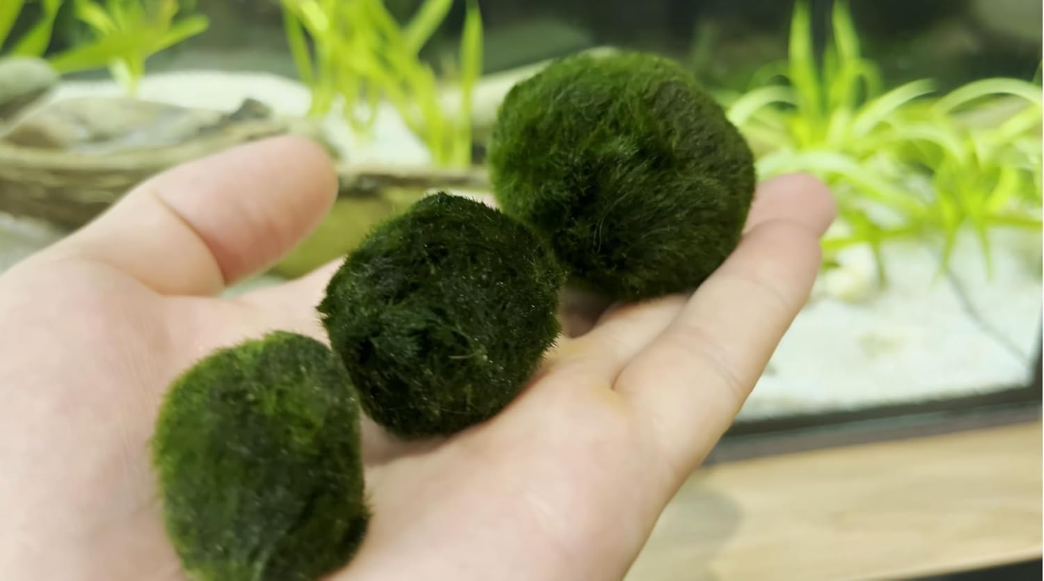 2 Large Live Moss Pebbles Balls for Aquariums - Decorative Green Algae Spheres for Enhanced Aquarium Aesthetics 1.3''-1.5'' (2)