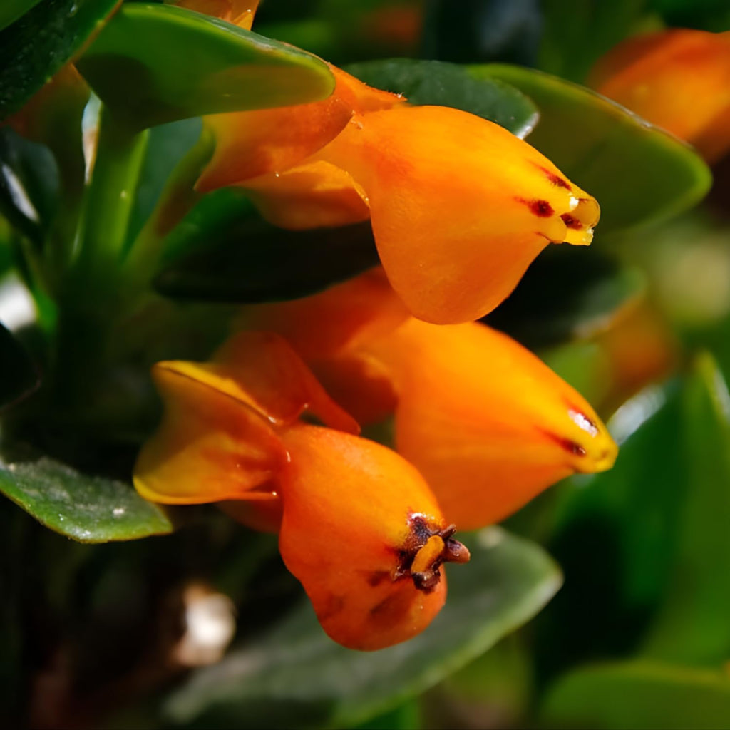 Goldfish Plants Live Houseplants | Live Columnea Nematanthus in 4-Inch Pot | Colorful Trailing Goldfish Plant for Indoors | Perfect for Tables & Home Décor | Ideal Gift for Plant Lovers