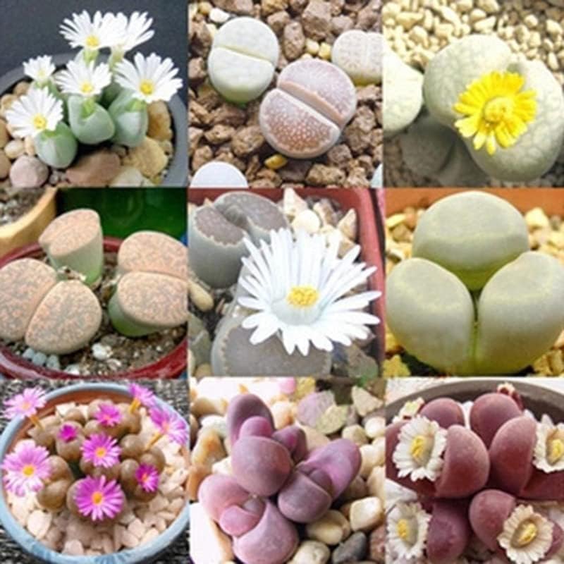 50 Mix Lithops Live Plants Succulent Living Stones 0.3 to 0.5 Inc Home Garden