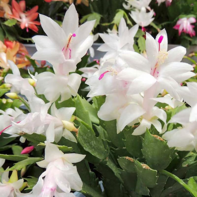 Thanksgiving Cactus Plants Live in 4" Pot, Holiday Christmas Cactus, Colorful Indoor Houseplant, Zygocactus Like, Ready to Bloom (White)