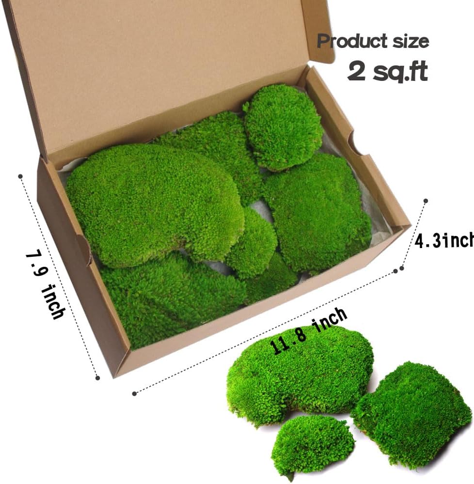 2 sq.ft Preserved Moss for Wall Decor Table Decor for DIY Bowl of Pole Moss Pillow Moss Natural Green (Moss Green -2.0sq.ft)