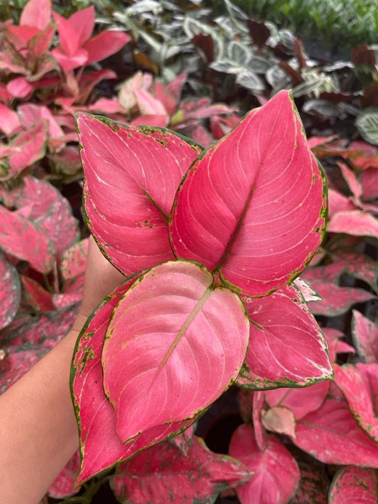 CoollectivePlants Aglaonema Chinese Evergreen ‘Cherry’ – Live Plant in 4″ Growers Pot, Aglaonema Live Plant, Easy Care Indoor Plant, Low Maintenance Houseplant