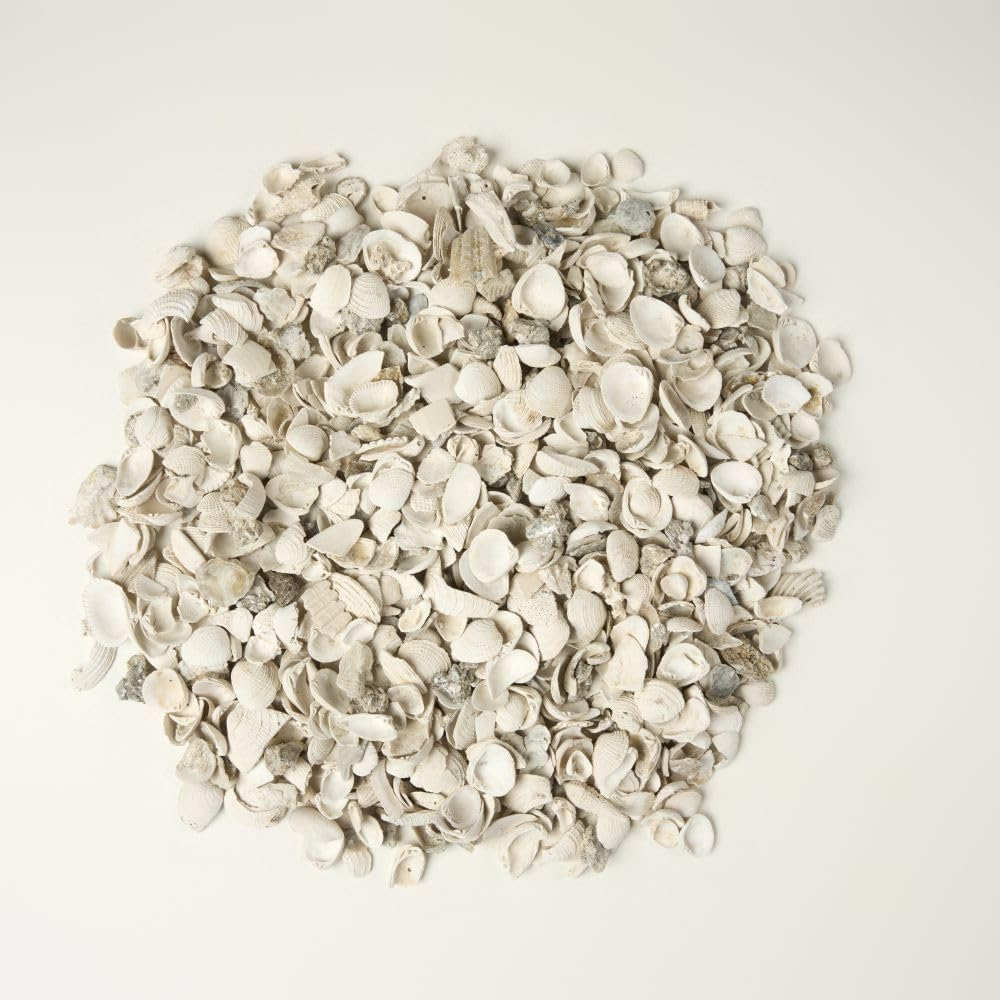 32 oz Jug of Natural Small Seashells with Pieces, ⅛-½ inch Size, for Indoor Outdoor Decor, vase Filler, Candles, Art, Crafts, Aquariums, Gardens, planters, tablescapes, terrariums