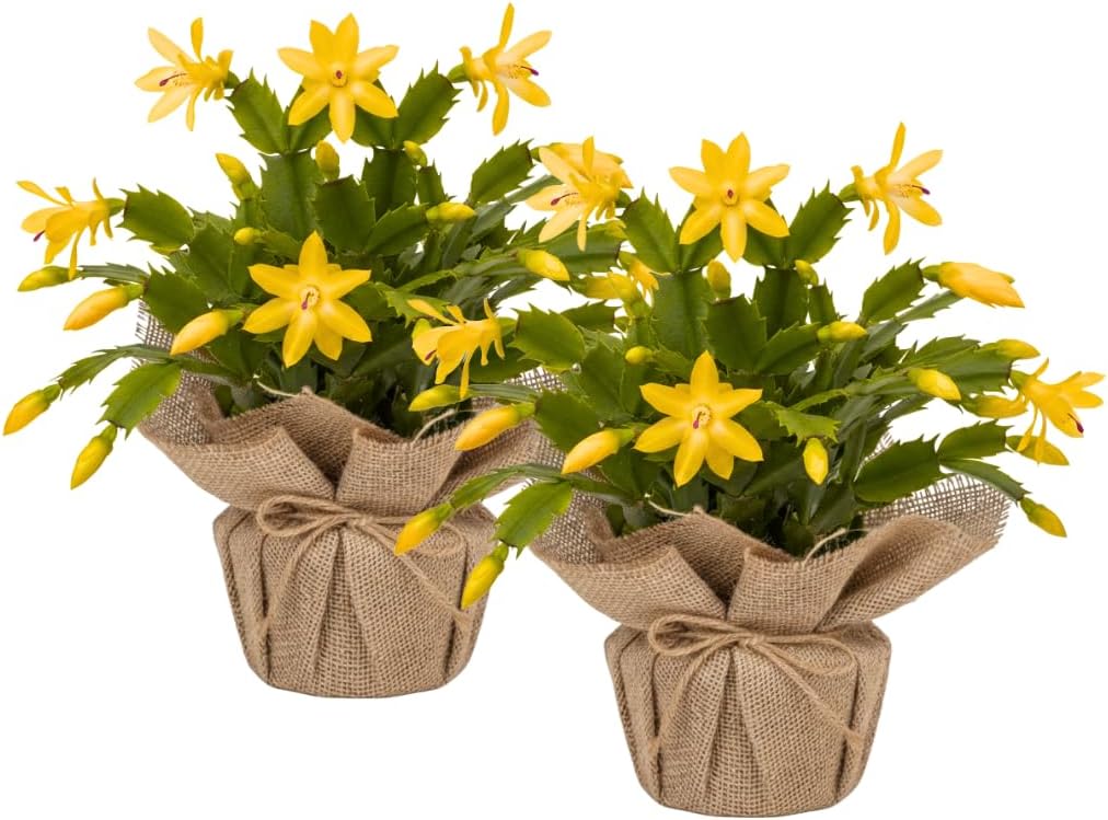 Set 2 Christmas Cactus Plants Live, Hanging Baskets Houseplants, Holiday Cactus Indoor Plants Live Well-Rooted 4-9" Tall, No Pot (Yellow)