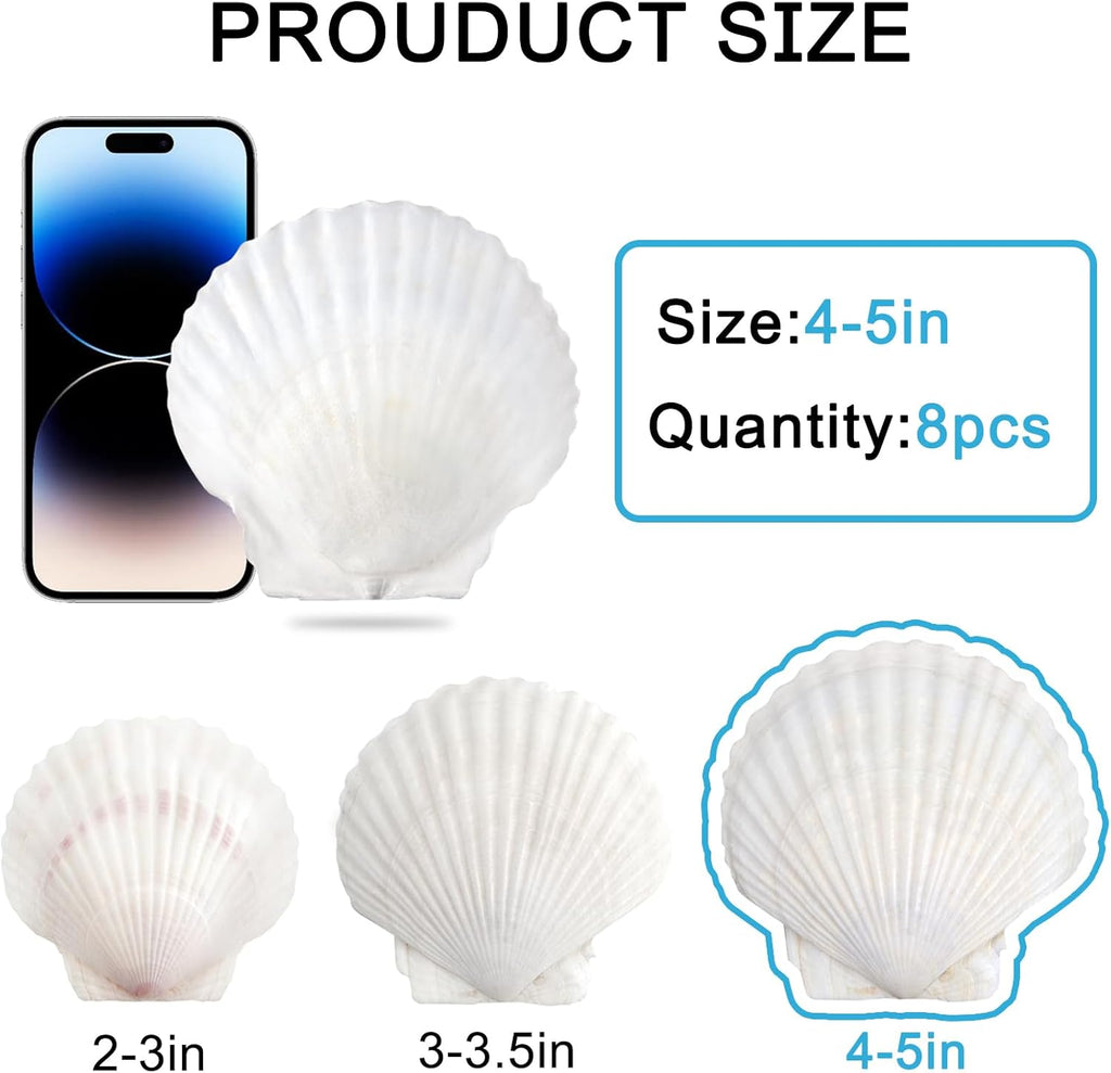 Scallop Shells White Natural Seashell 8 PCS for DIY Craft Mermaid Beach Wedding Home Decoration(4-5inch)