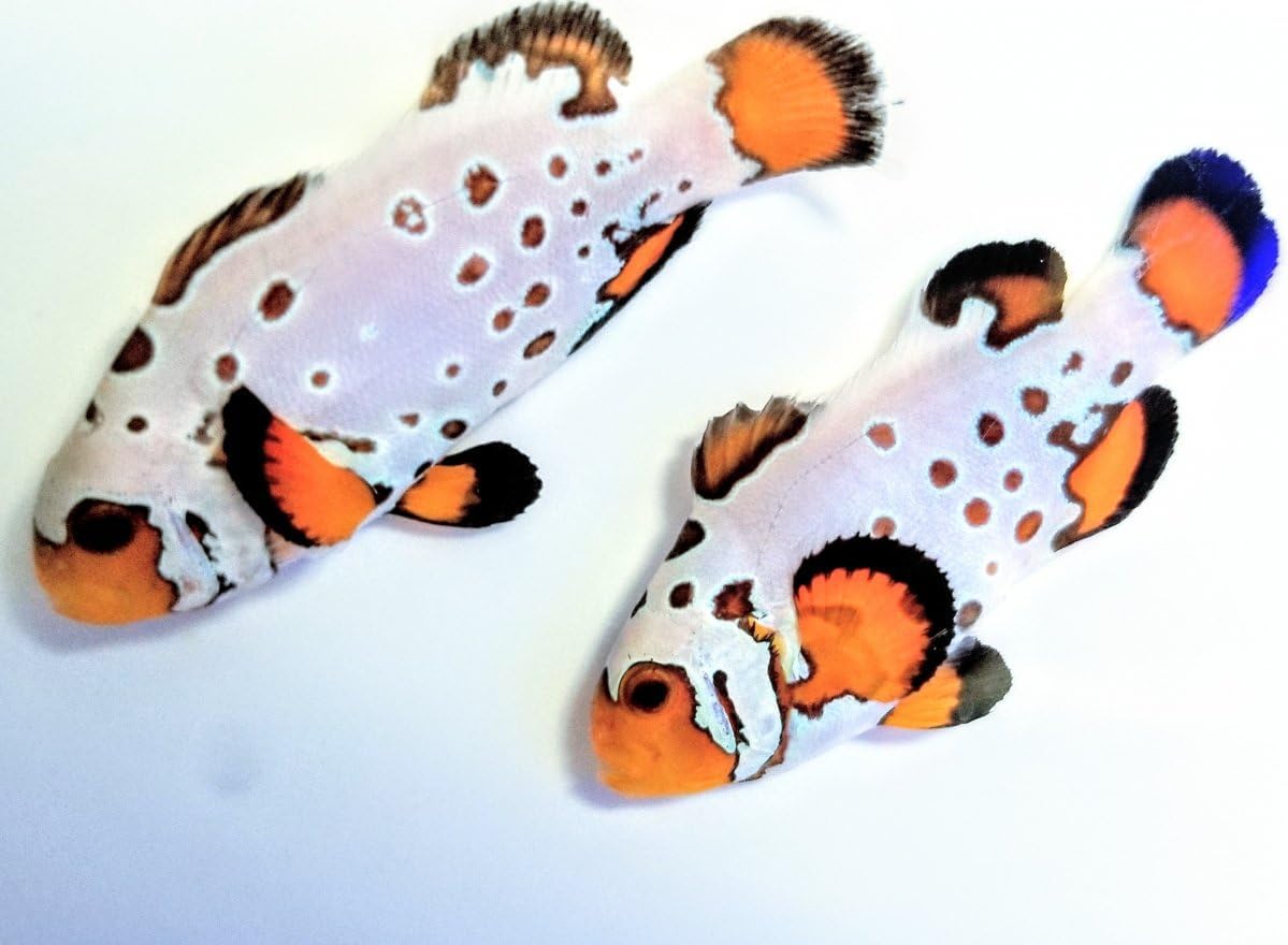 2 Extreme Bullet Hole Clownfish – Tank Bred, Reef Safe Live Saltwater Aquarium Fish Pair – Captive-Raised, Peaceful, Unique Pattern – Great for Reef or Marine Tanks