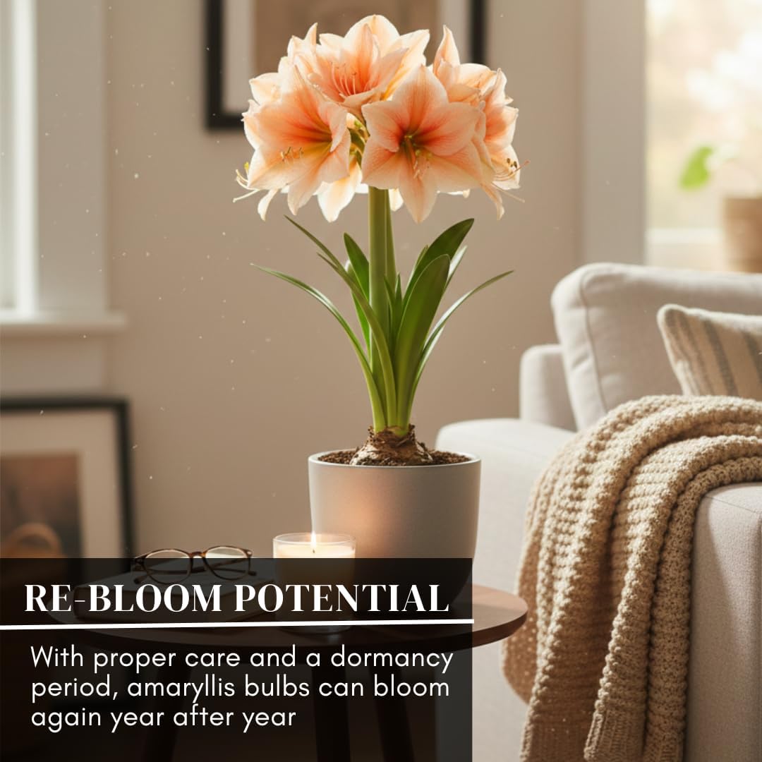Premium Salmon Amaryllis Bulb – Top Size 36–38 cm | Giant White Blooms & Peach Brushstrokes | Dramatic Indoor Winter Flowering Bulb | Easy to Grow Gift Plant | Favorite Things