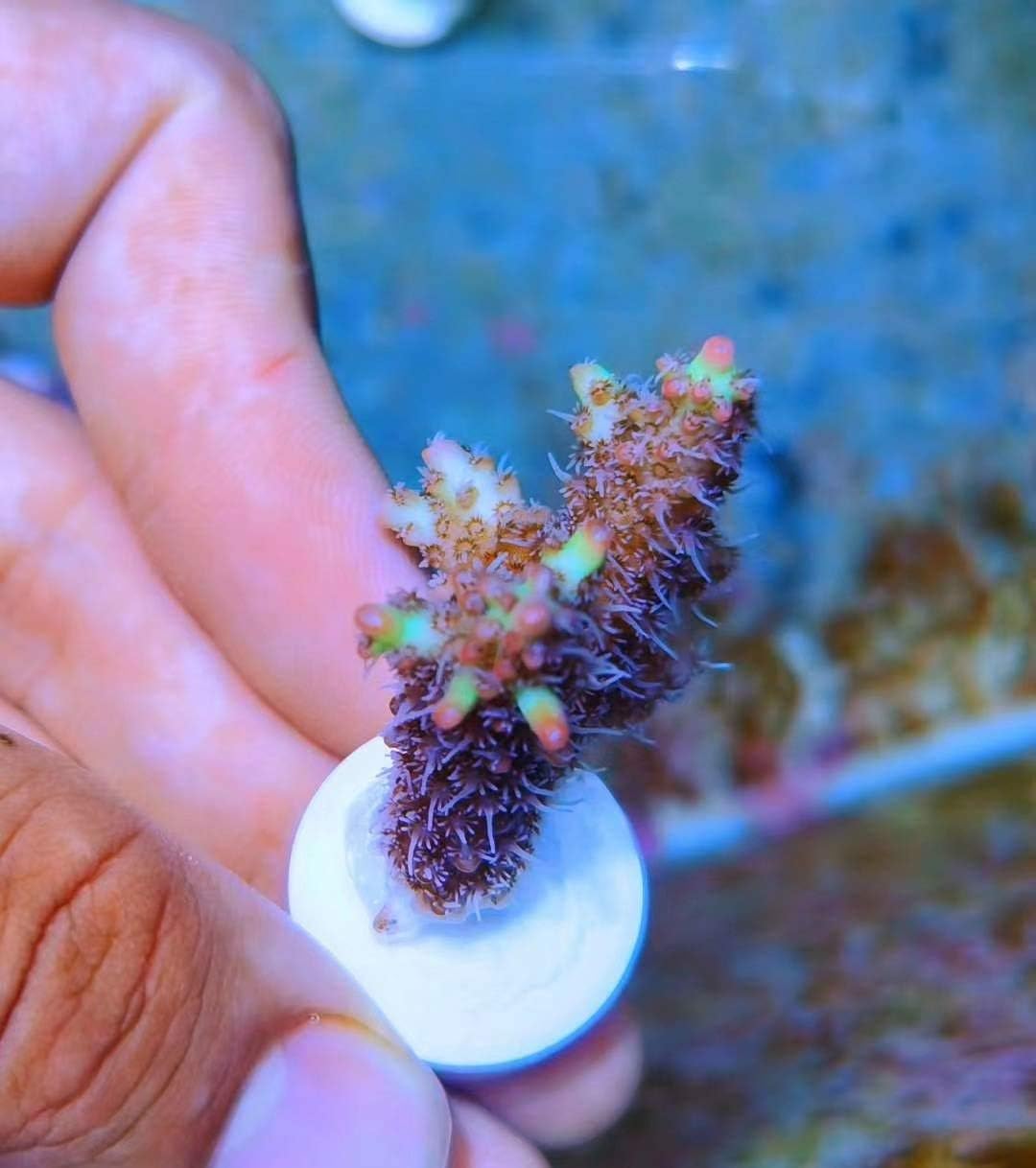 Aquarium Choice Ceramic Coralline Coral Frag Plugs 60 Pack