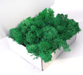 Preserved Moss-3.5 OZ Moss for Crafts Faux Moss Decor Natural Green Moss for Art Wall Florist Decor(Turquoise 3.5 OZ)