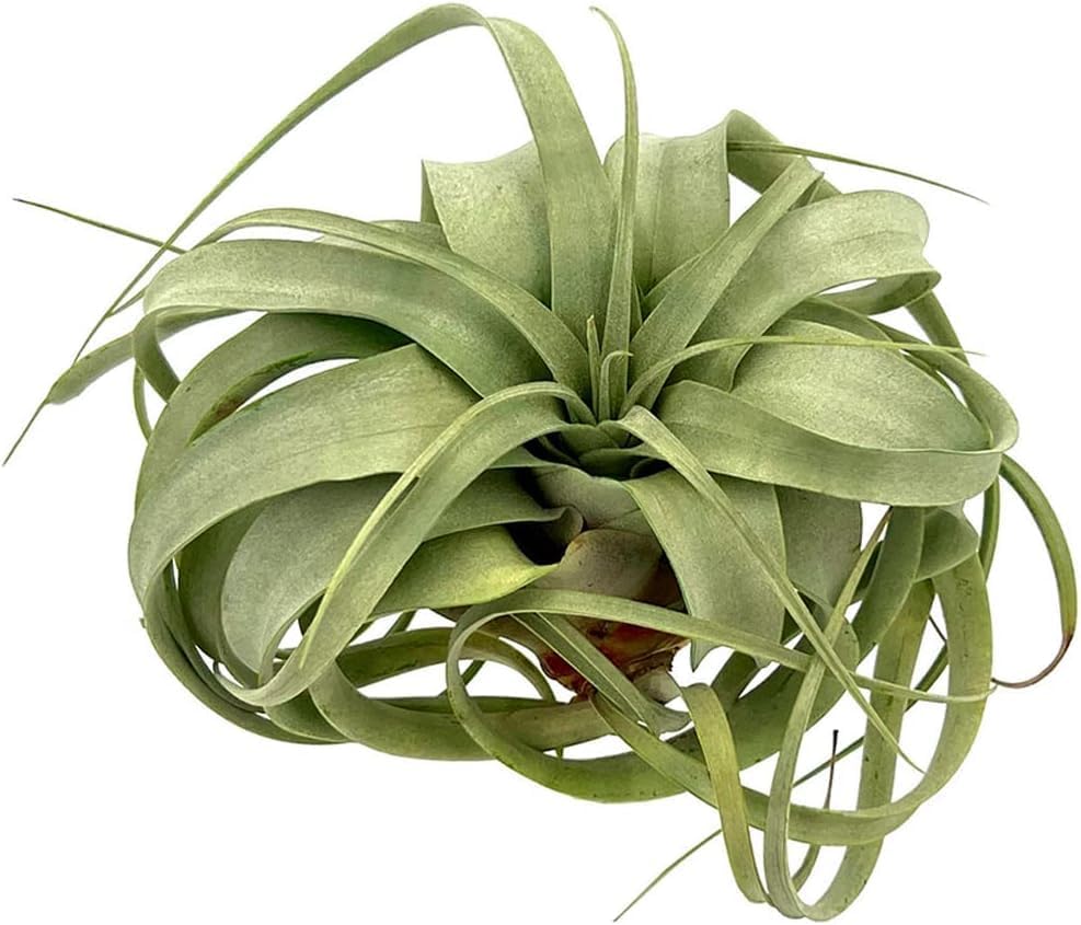 ragnaroc Air Plants - Tillandsia Xerographica, Large 5-7” - 10ct - Live Arrival Gauranteed - House Plants for Home Decor & Gift