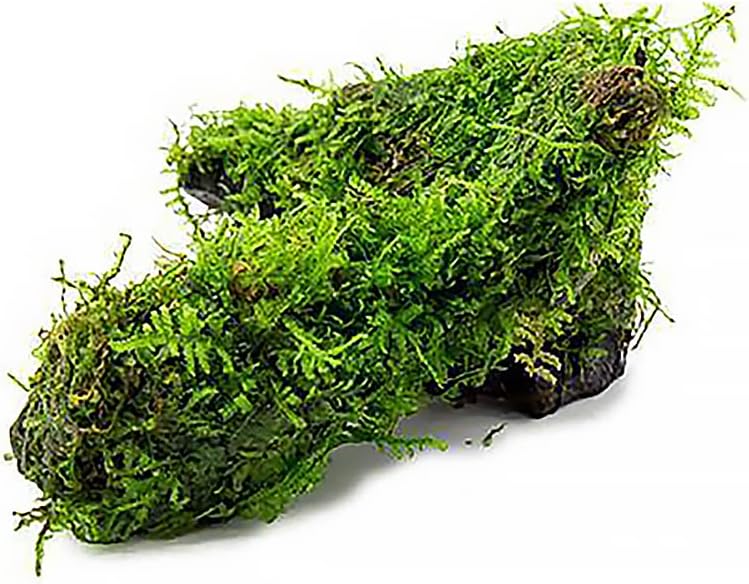 SubstrateSource Live Planted Decor - Christmas Moss (Vesicularia montagnei) on Driftwood - Low Light, Green Accent Freshwater Aquatic Plant, Foreground Aquarium Placement for Aquascaping - 1 Pack