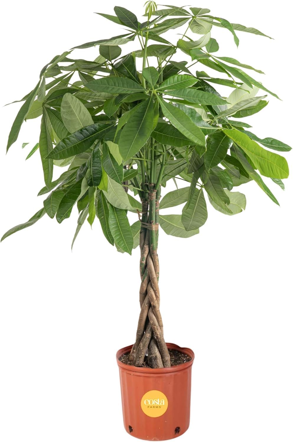 Costa Farms Money Tree Live Plant in Plastic Pot, Easy to Maintain, Large Indoor Houseplant, Perfect for Home, Room, or Office Decor, Great House Warming or Birthday Gift, 3-4 Feet