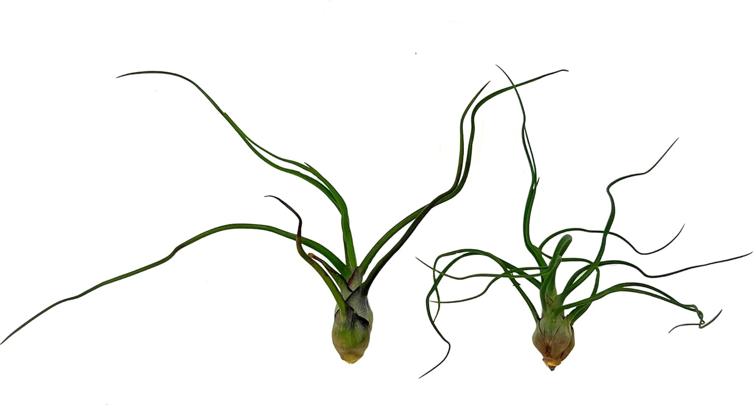 ragnaroc Air Plants - Flowering Tillandsia Bulbosa Guatemala, Large 3-5" - 2ct - Live Arrival Guaranteed - House Plants for Home Decor & Gift