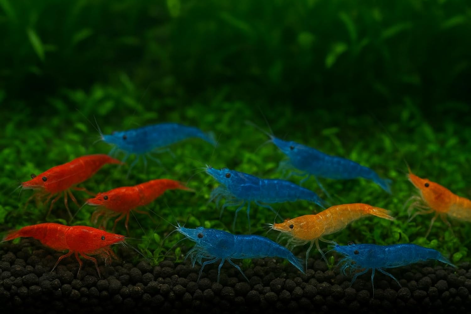 3 Orange & 3 Blue & 3 Fire Red Three Mix Colors Live Shrimps Freshwater Shrimp High Grade Live Shrimps – Freshwater Shrimp Aquarium Inverts –Live Arrival Guarantee (Pack of 9+)