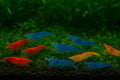 7 Orange & 7 Blue Dream & 7 Fire Red Three Mix Colors Live Shrimps Freshwater Shrimp High Grade Live Shrimps – Freshwater Shrimp Aquarium Inverts – with Live Arrival Guarantee (Pack of 21+)