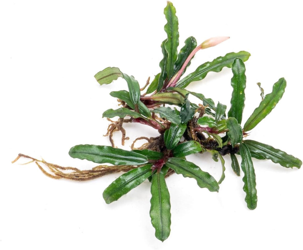 SubstrateSource Bucephalandra Catherinae Green Live Aquarium Plant - Natural Freshwater Fish Tank Decorations, Aquatic Décor - Plant (10-15 Leaves)