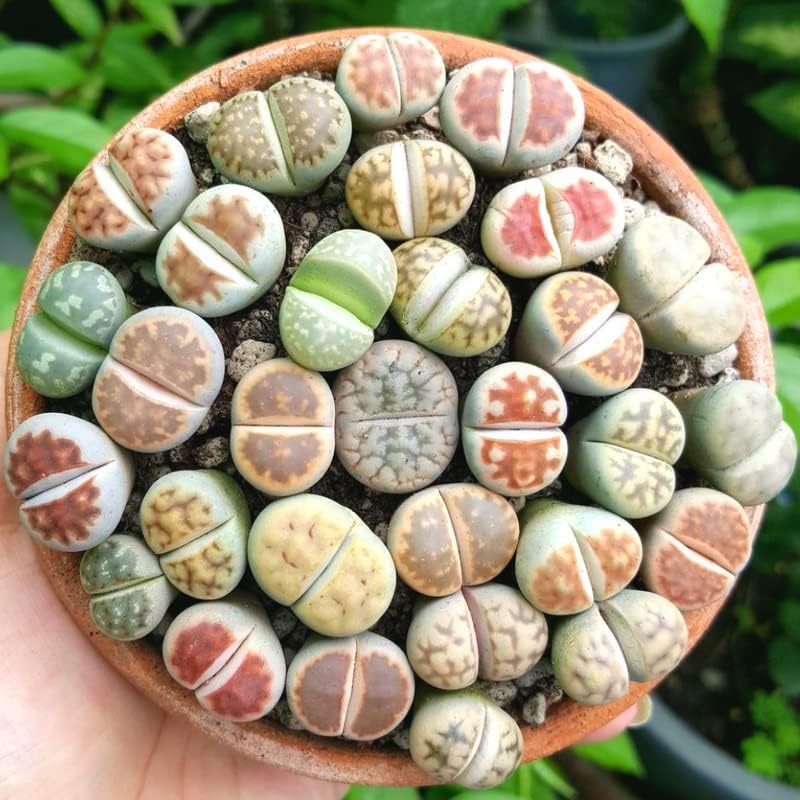 20 Large Lithops Live Plants Mix, Colorful Lithops Succulents Plants Live, Rocks Living Stones Succulent Plants Live