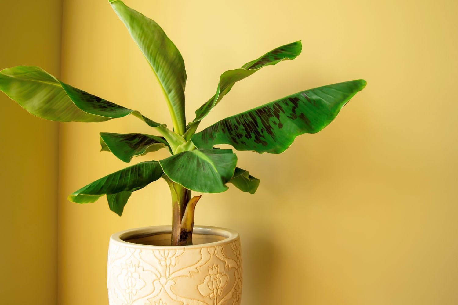 Gardenera Premium Banana Tree Potting Mix - Expertly Formulated Blend for Optimal Growth and Fruit Production - Ideal for All Varieties of Banana Trees (2 Quart)