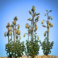 Albuca Succulent Plant Live, Curly Grass, Albuca Plant, Rare Succulent in 4" Pot, Easy-Care Indoor Outdoor Plant