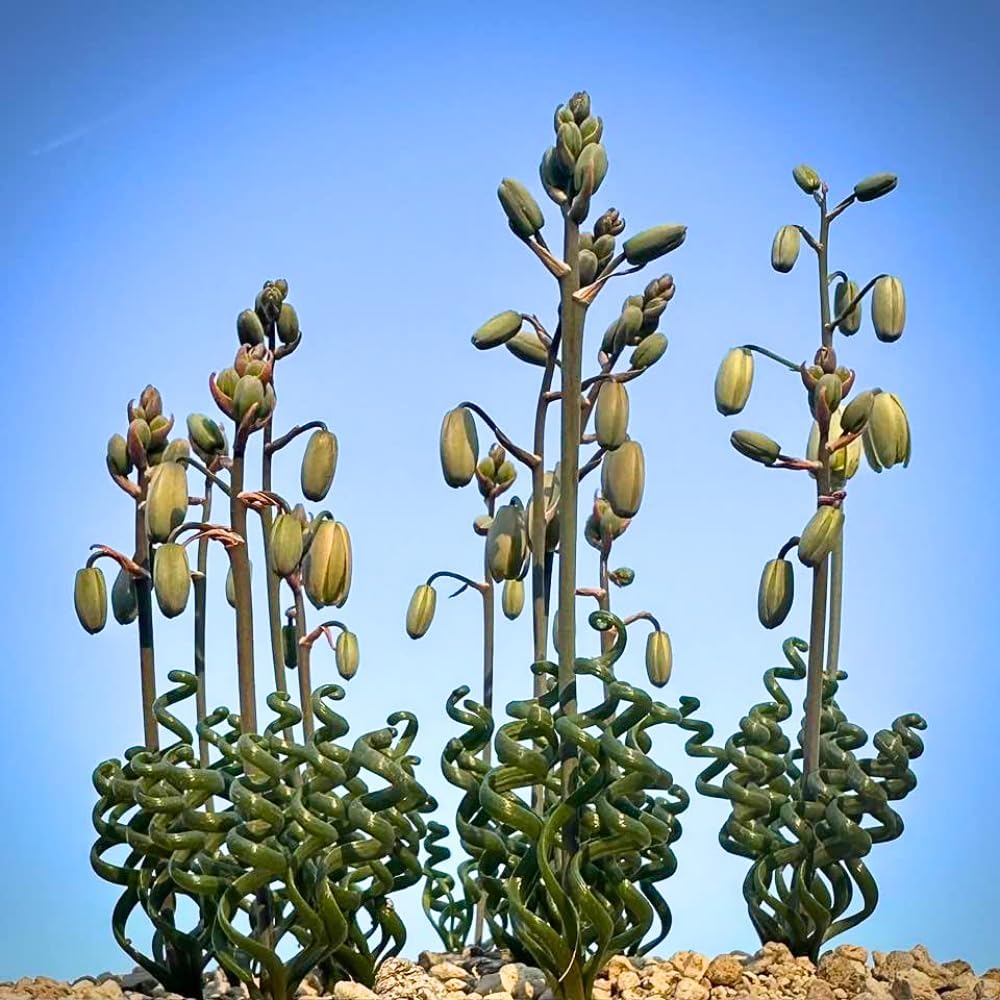 Albuca Succulent Plant Live, Curly Grass, Albuca Plant, Rare Succulent in 4" Pot, Easy-Care Indoor Outdoor Plant