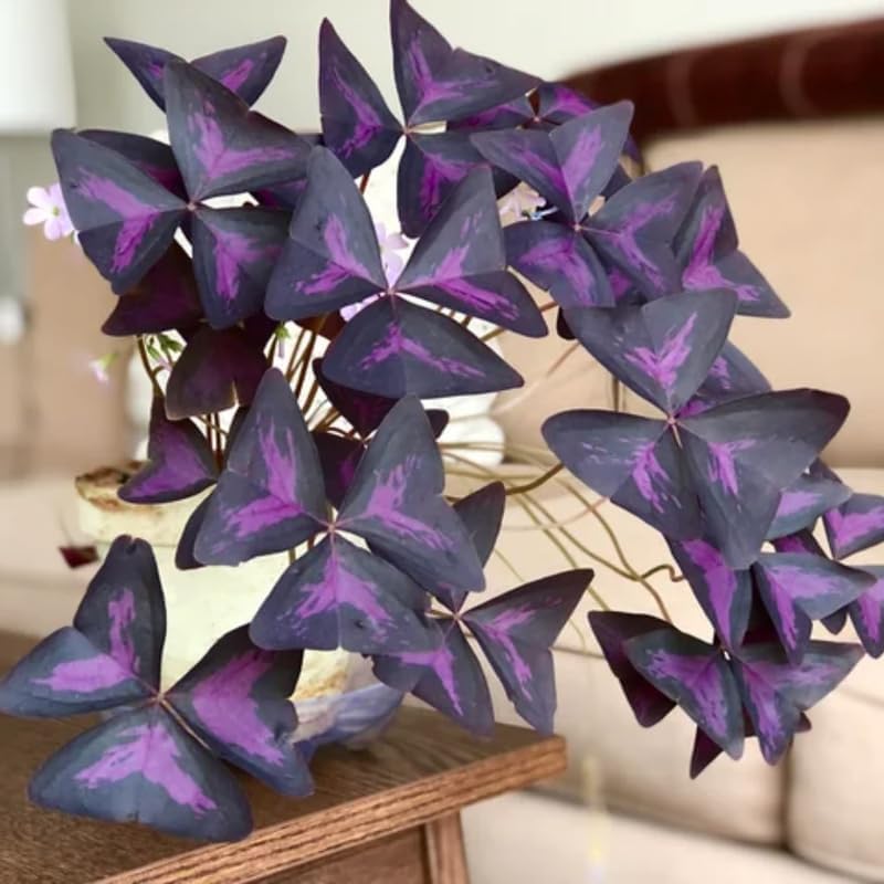 Oxalis Triangularis Live Plant, 4"-6" Purple Leaves Oxalis Plant,Outdoor Indoor Garden, Purple Shamrock Plant Live Potted for Planting