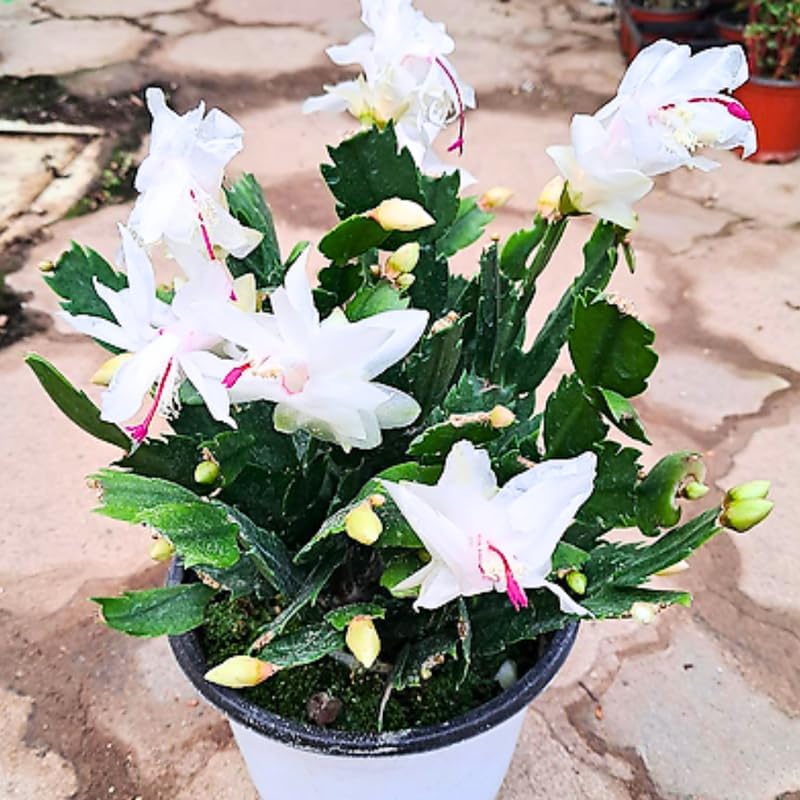 2 Christmas Cactus Plants Live, Holiday Blooming Indoor Plants Live Houseplants, Hanging Baskets Easy Care, Well-Rooted 5-8" Tall, No Pot, Bareroots, Single Stems (White Christmas Cactus)