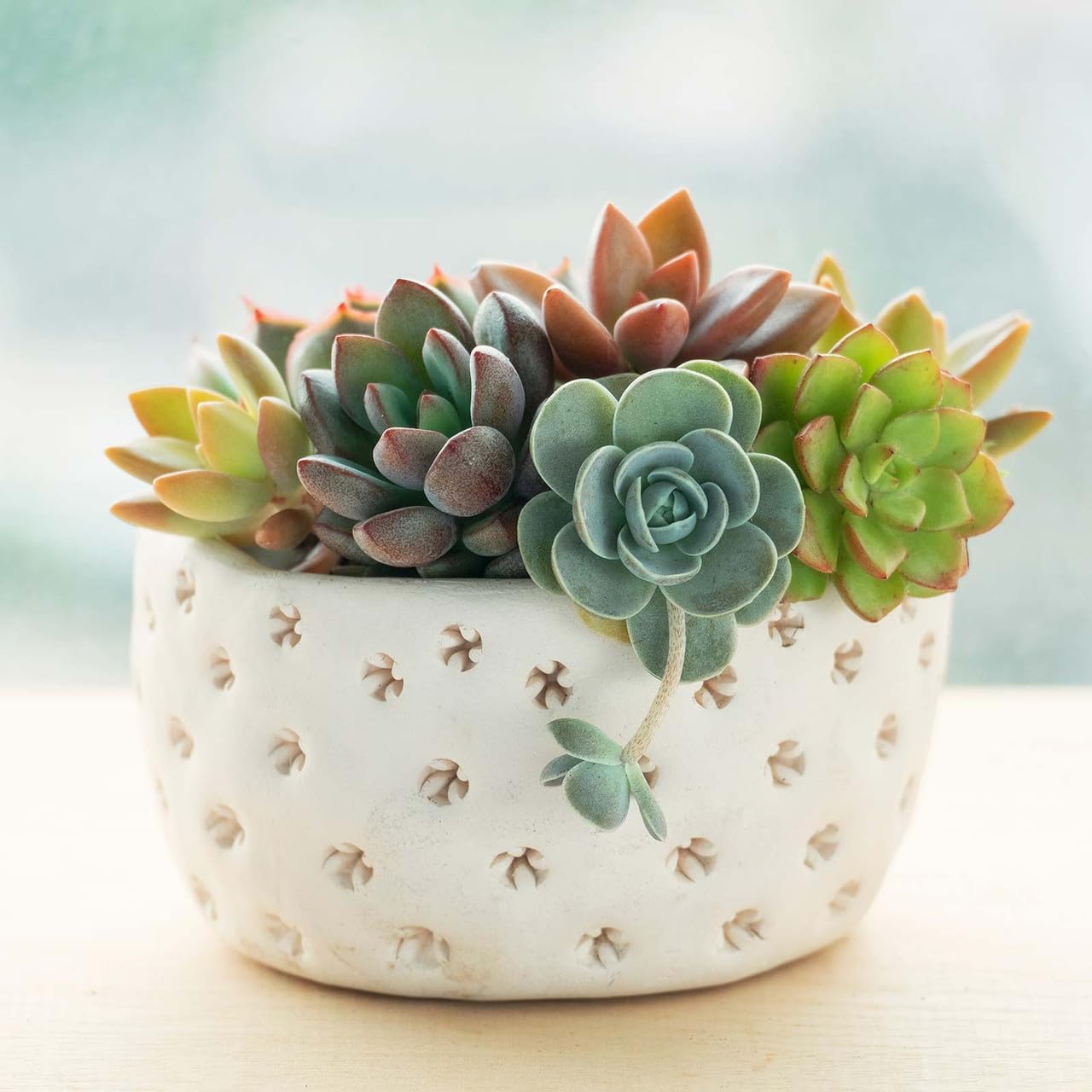 Mountain Crest Gardens Echeveria Succulent Bulk Pack - 50 Live Rosette Plants, 5 Each of 10 Varieties, Rooted in 2 Inch Pots - Succulents for Arrangements, Decor & DIY Projects