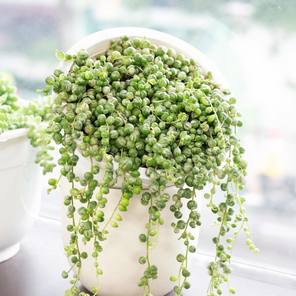 String of Pearls Plant Live 4 Inch Pot, Rare Succulents Plants in Hanging Baskets, Trailing Succulent Houseplant for Home Office (Variegated String of Pearls)