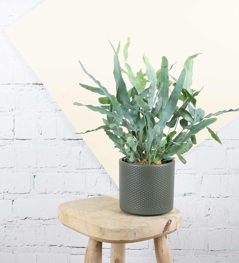 Fern Blue Star Live Plant for Indoor | Different Houseplants in 4'' & 6'' Pot | Real House Plant for Living Room, Office, Desk & Bathroom | Blue Star | Phlebodium aureum