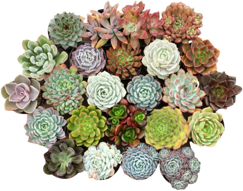 Pack 5 Mix Colorful Succulent Plants, 2" Pot, Assorted Succulents Plants Live for Home, Office, Gifts