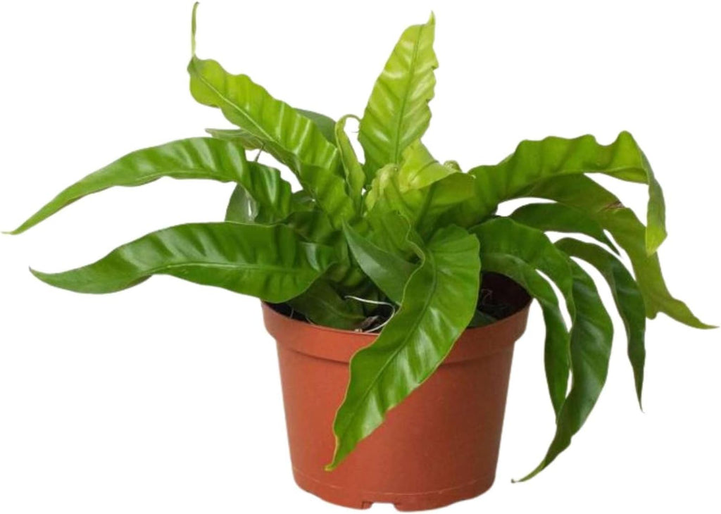 Fern Bird's Nest Hurricane Live Plant for Indoor | Different Houseplants in 4'' & 6'' Pot | Real House Plant for Living Room, Office, Desk & Bathroom | Twisted Asplenium Antiquum