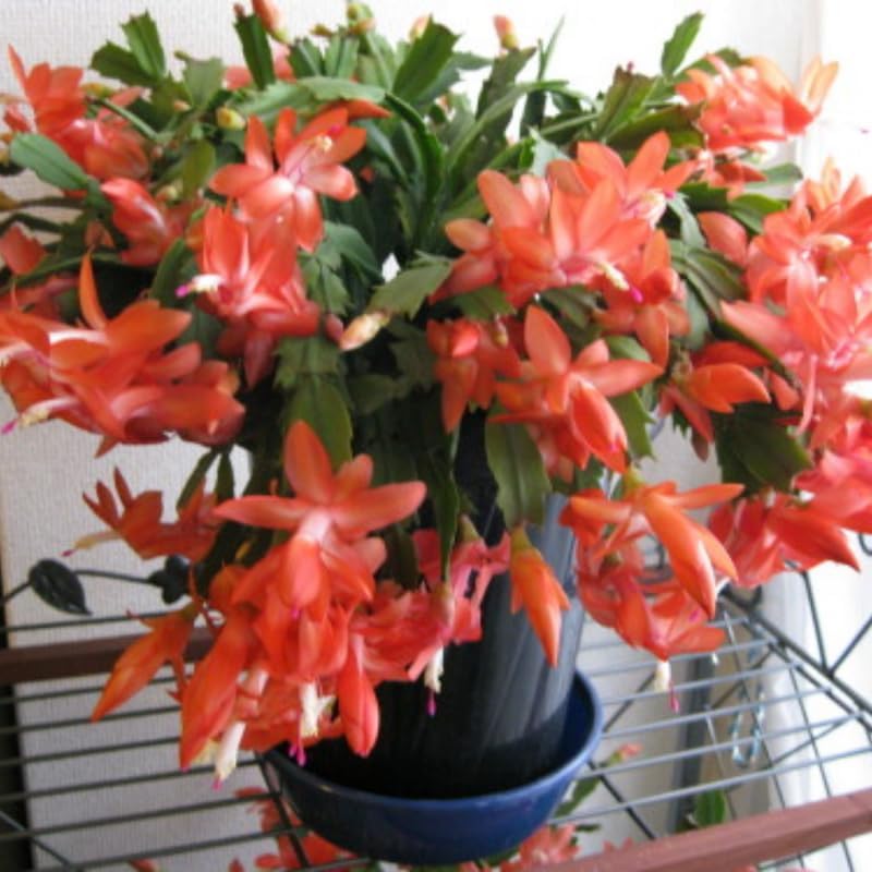 2 Orange Christmas Cactus Plants Live, True Thanksgiving Cactus Live Size 6-9" Inches Tall, Ready to Blooms, Holiday Houseplant, Cold Hardy, Bloom in Winter