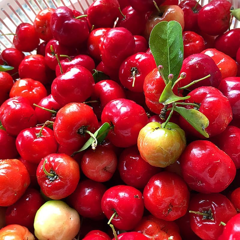 7 Months Old Dwarf Barbados Cherry Tree Live Plant, Fast-Growing and High Yielding Sweet Fruit, Edible Fruit Bearing Tree for The Patio and Garden, No Pot, 4-8" in Tall