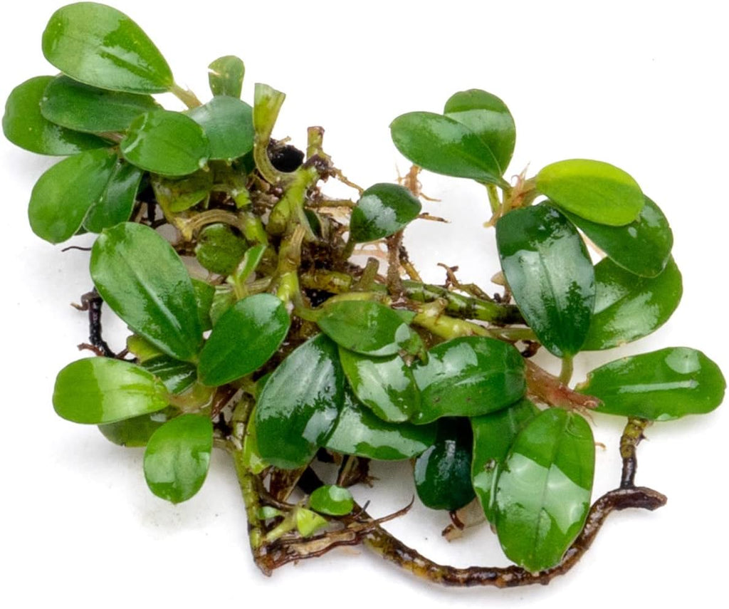 SubstrateSource Bucephalandra Mini Coin Live Aquarium Plant - Natural Freshwater Fish Tank Decorations and Aquatic Decor (Plant (10-15 Leaves))