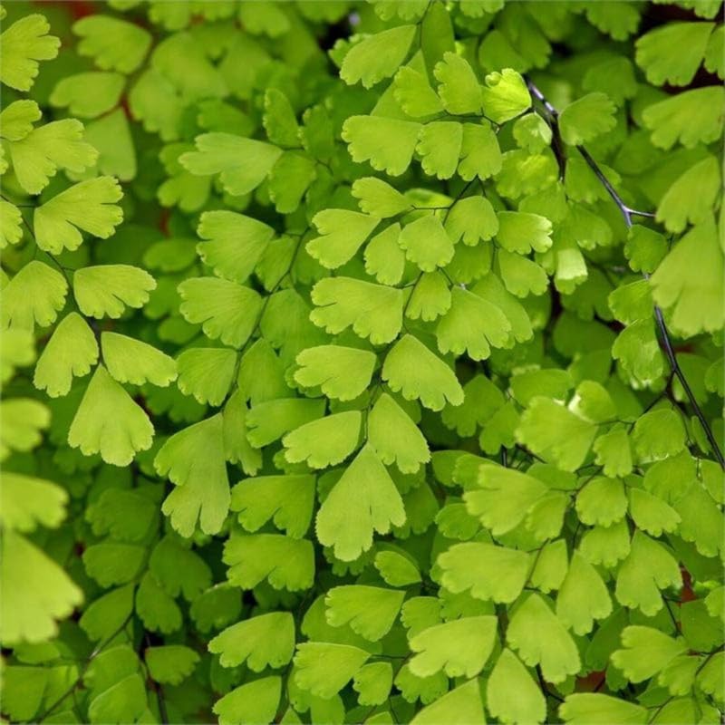 Live Maidenhair Fern Plant in 2.5 Inc Pot, Live Ground Cover Fern Plant for Growing