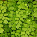 Live Maidenhair Fern Plant in 2.5 Inc Pot, Live Ground Cover Fern Plant for Growing
