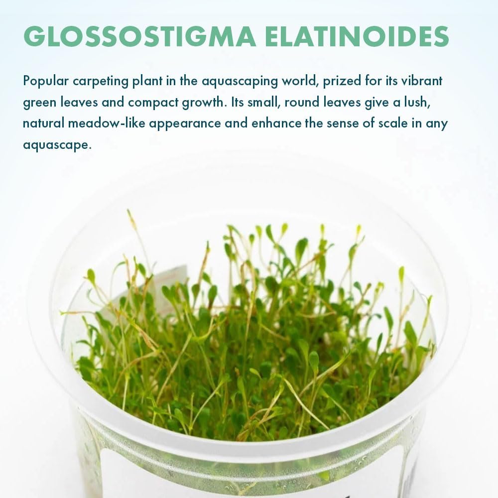 SubstrateSource Live Plant - Glossostigma elatinoides - Foreground Carpeting Plant with Bright Green Leaves, Snail-Free in Vitro Aquarium Plant - Tissue Culture