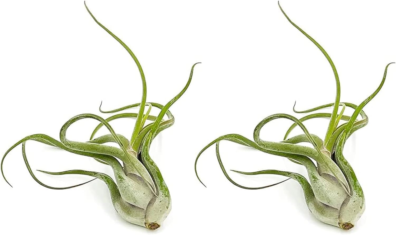 ragnaroc Air Plants - Flowering Tillandsia Caput Medusae, Large 5-7" - 2ct - Live Arrival Guaranteed - House Plants for Home Decor & Gift