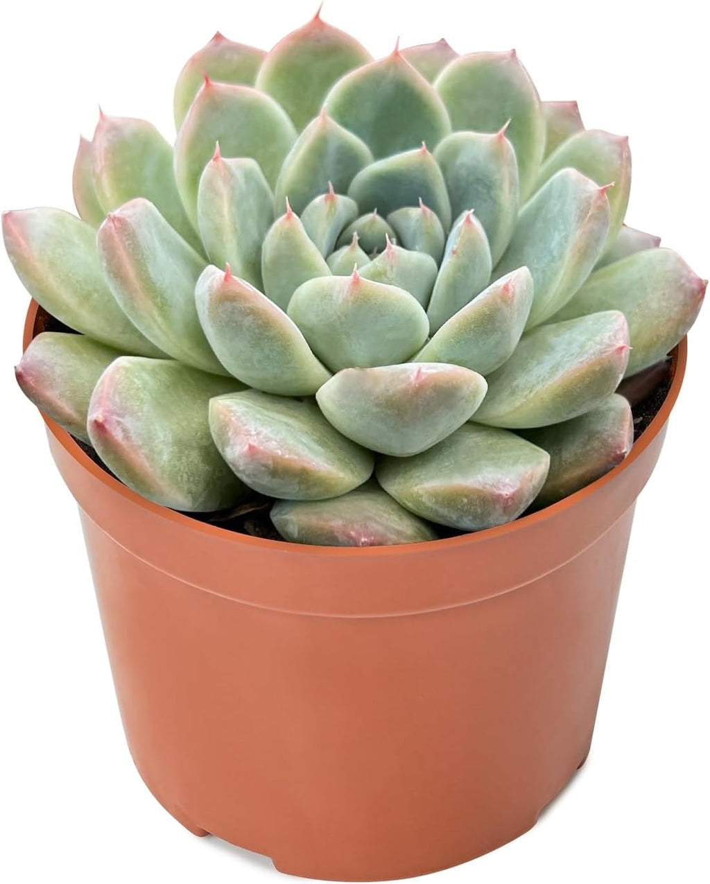 Live Succulent Plants Echeveria 'Albus Beauty', Easy Care Potted Succulents in 4" Pots, Indoor Houseplant, Unique Gifts, Home Office Décor