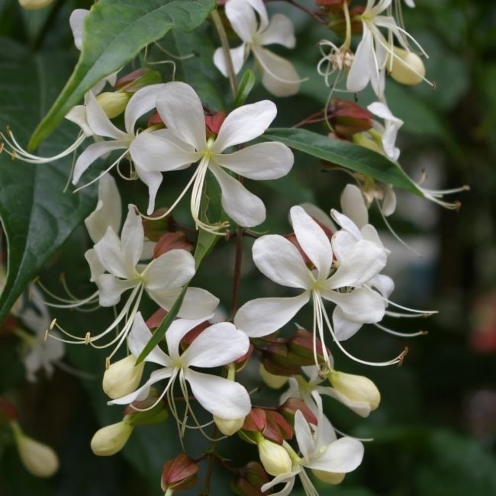 Smithianum Wallichii Clerodendrum Plants Live, Trailing Light Bulb Flowering Vine, 4-8 Inch Tall, Ready to Plant Outdoor