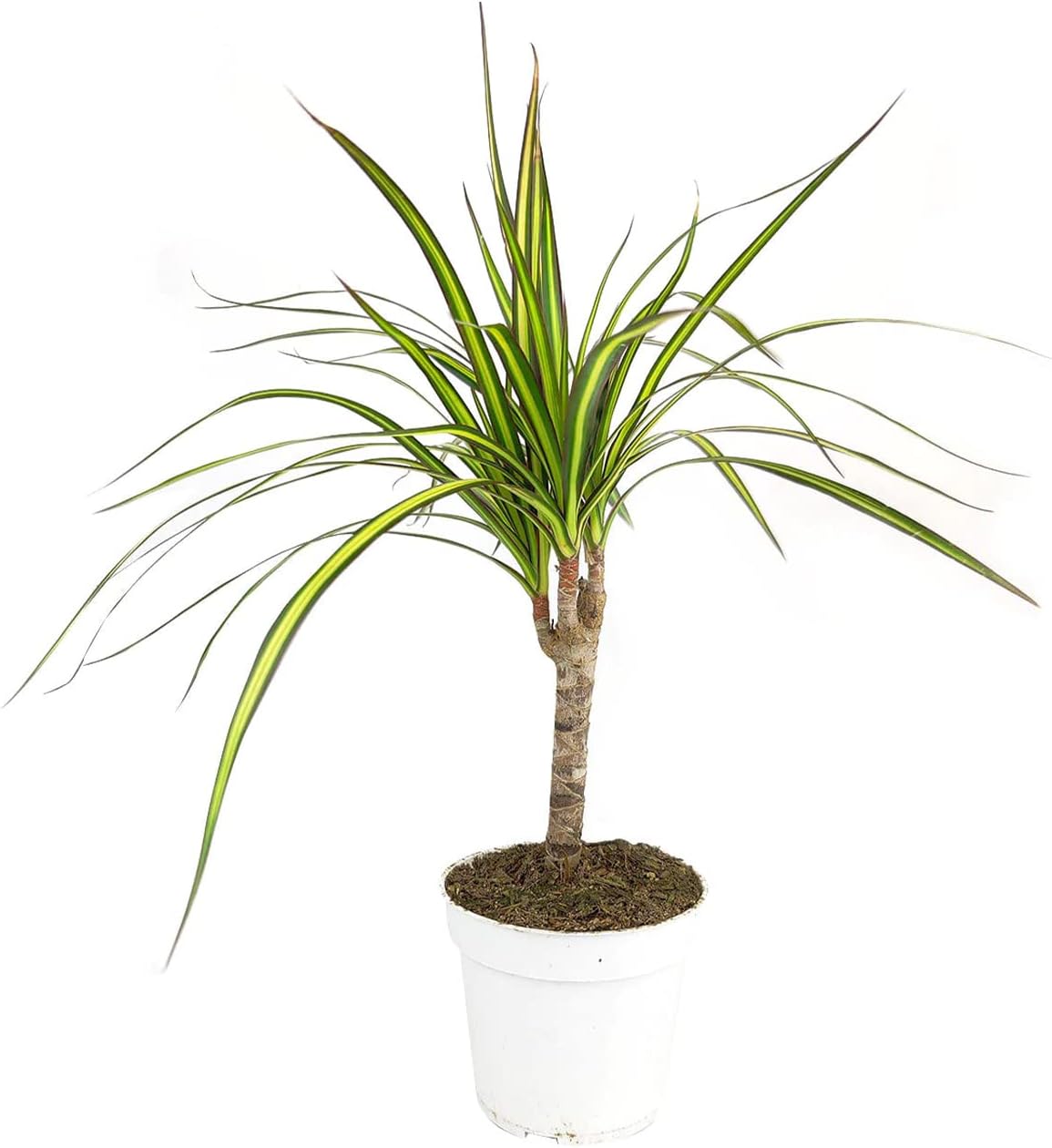 Small Size Dracaena Marginata Sunray Cane (4" Grower Pot) - Indoor, Air-Purifying, Easy to Grow Houseplant - Live Healthy Houseplant for Home Office Decoration