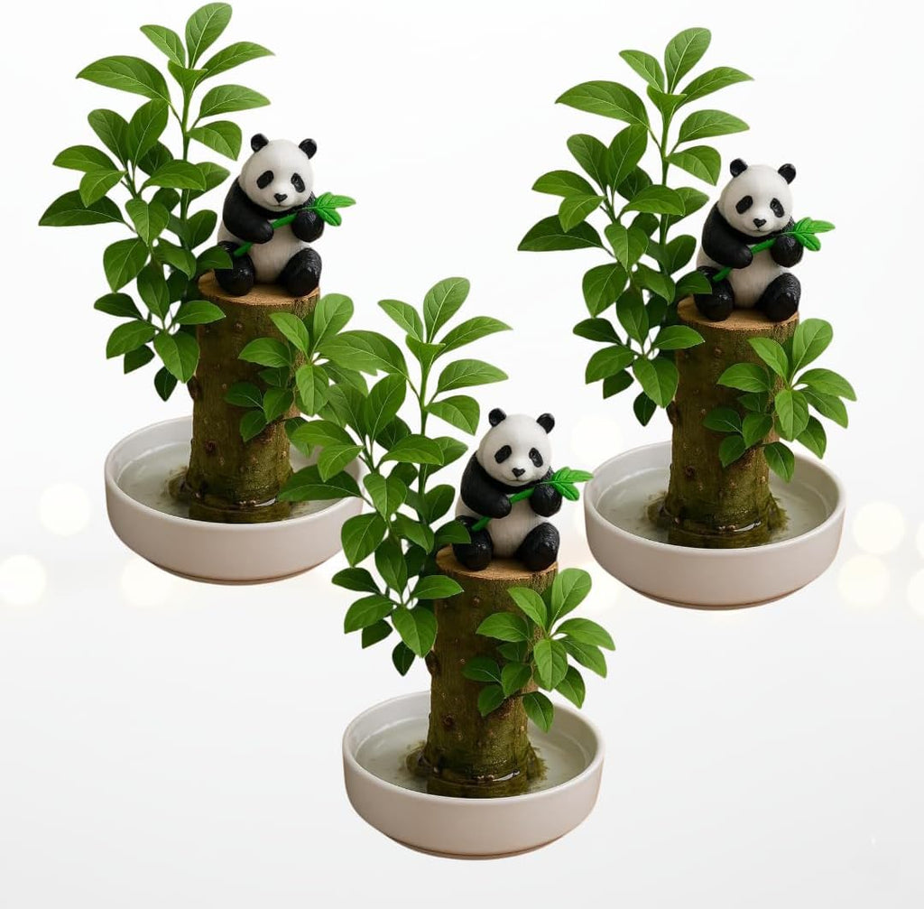 Brazilian Willow Wood Plants Multipacks Mini Brazil Lucky Wood Kits: Trays, Lucky Trees, Pandas - Swelling Stage, About to Sprout, Perfect for Office Gift Exchange, Home, Office Decor (3 Whole Kits)