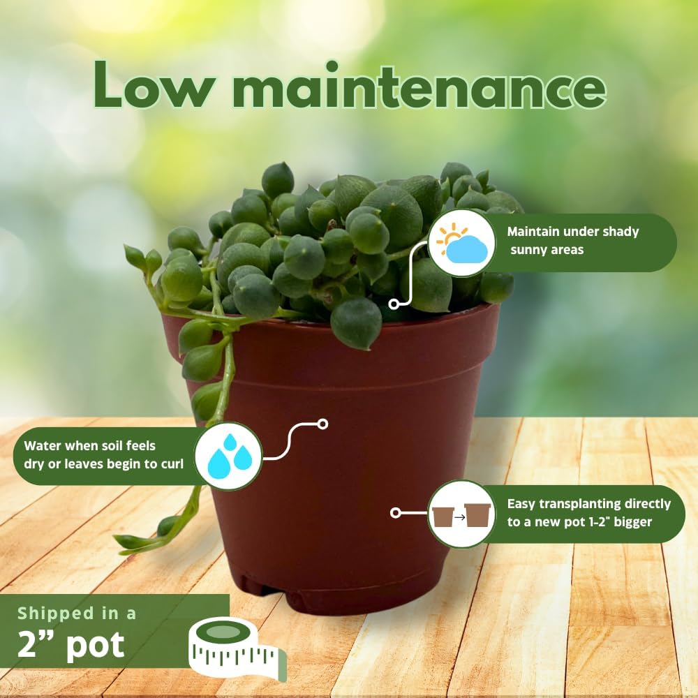 BubbleBlooms String of Pearls, Senecio rowleyanus, in 2 inch Pot