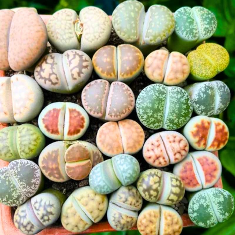 30 Live Lithops Succulent Plants, Assorted Color Living Stones, Rare Mix Succulents for Indoor and Outdoor Gardening, Bare Root