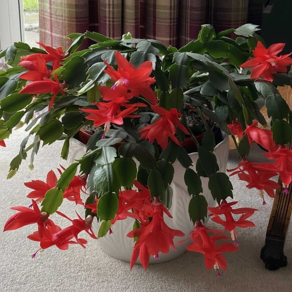 Red Christmas Cactus Live Plant, Holiday Cactus Live for Indoor Outdoor Garden, 4 Inches Pot
