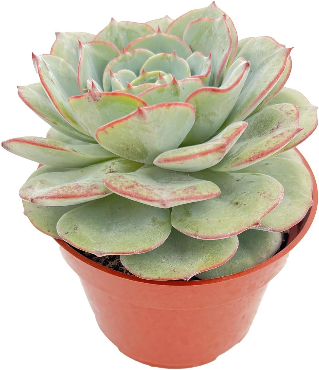 Live Succulent Plants (Echeveria 'Atlantis'), Easy Care Houseplant for Home and Office Decor, Great Gift for Housewarming, Birthday, Thanksgiving