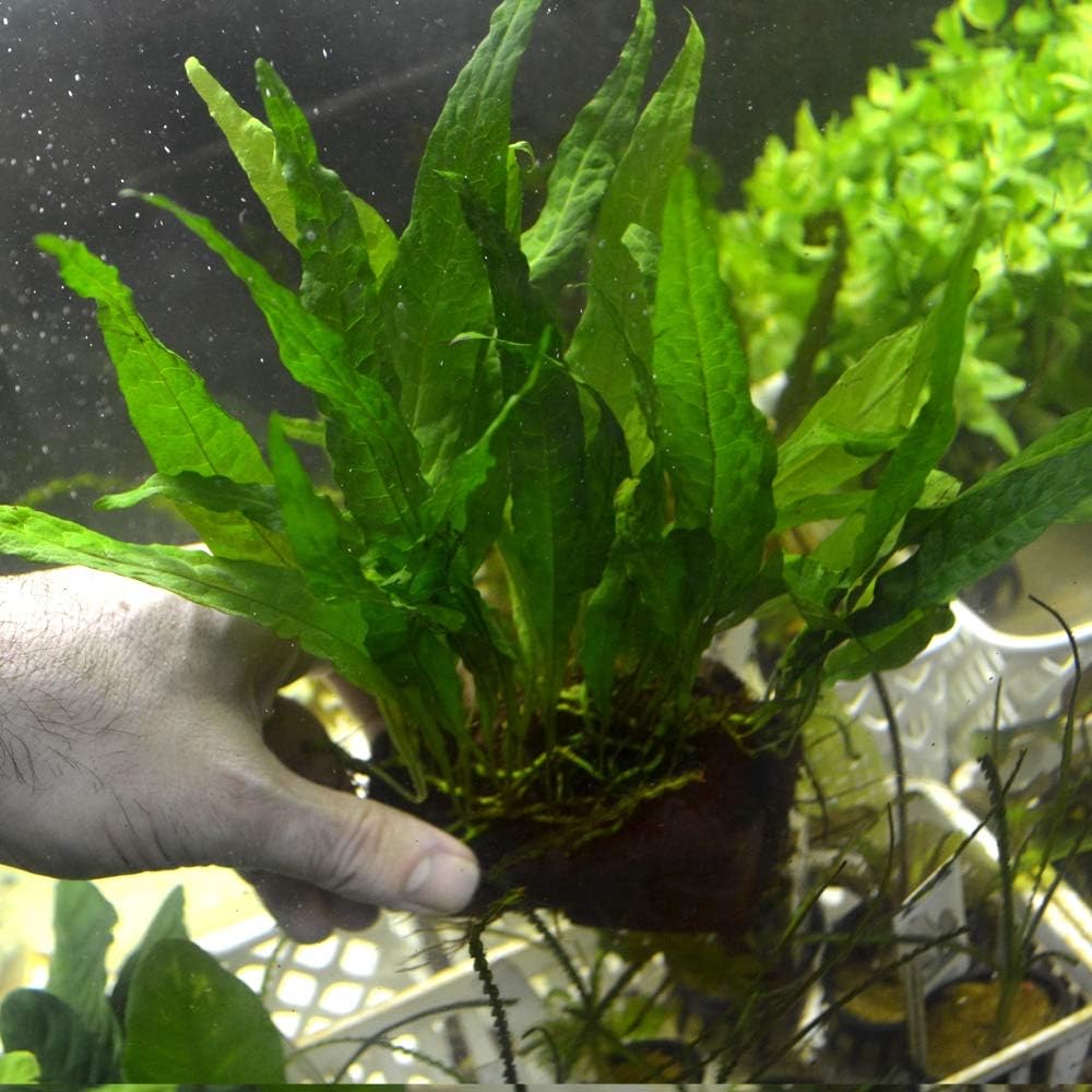 Java Fern Planted on plate - Easy Low Light Aquatic Plant
