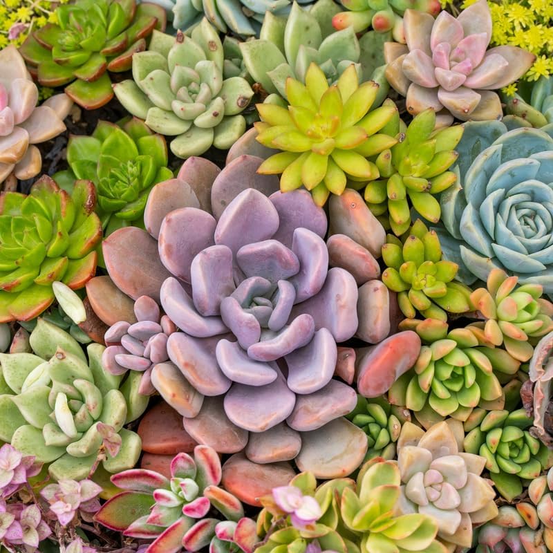 Pack 5 of Assorted Succulents Plant, 2 Inch Succulents Potted, Easy Care Mix Varieties, Succulent Cactus Live Plants in 2'' Pot Houseplant