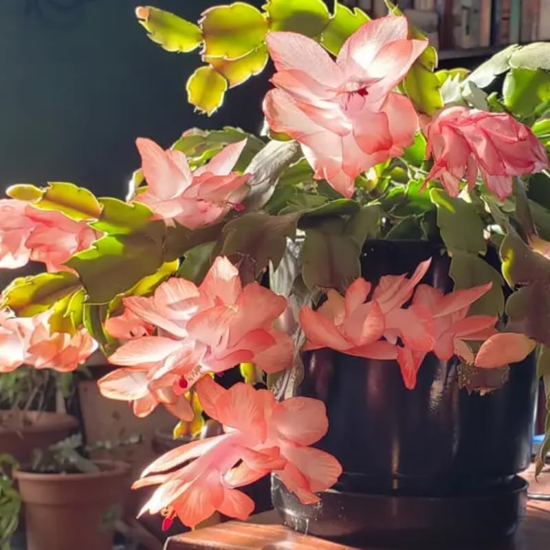2 Salmon Christmas Cactus Plants Live, True Thanksgiving Cactus Live Size 6-9" Inches Tall, Ready to Blooms, Holiday Houseplant, Cold Hardy, Bloom in Winter